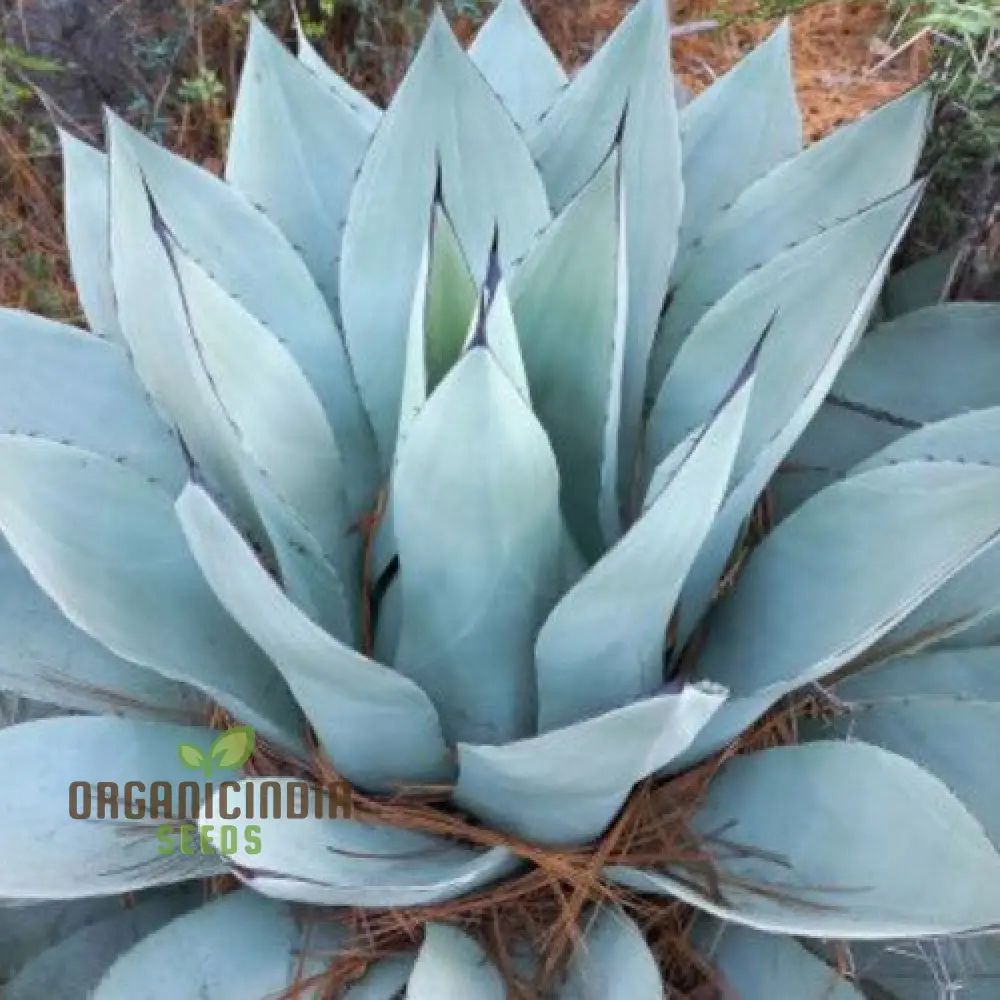 Agave Attenuata Seeds – Soft-Leaf, Architectural Rosette Succulent Variety - Image 3