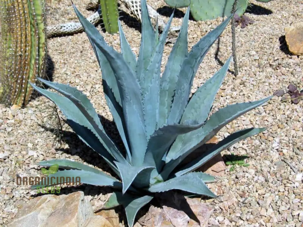 Agave Attenuata Seeds – Soft-Leaf, Architectural Rosette Succulent Variety - Image 4