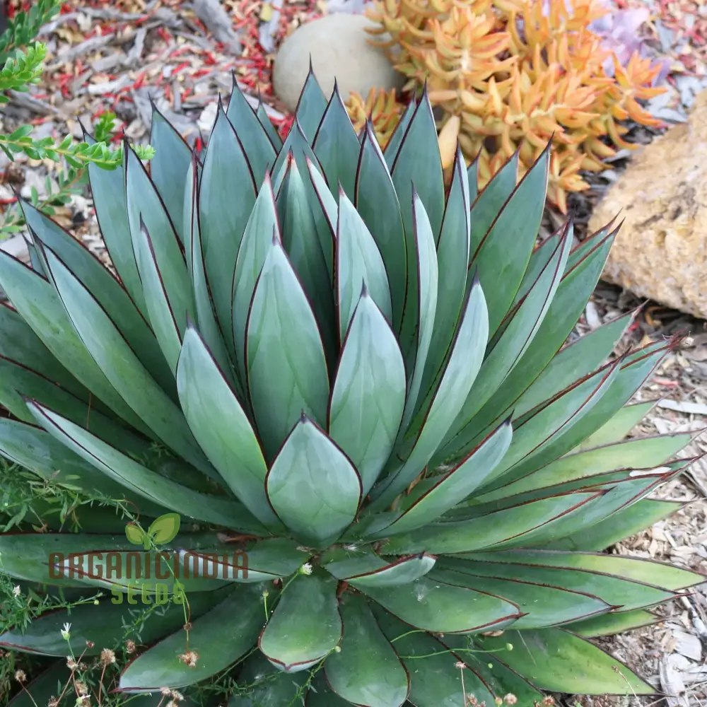 Agave Bonsai Seeds - Rare Succulent Planting for Home Decor - 100 pcs