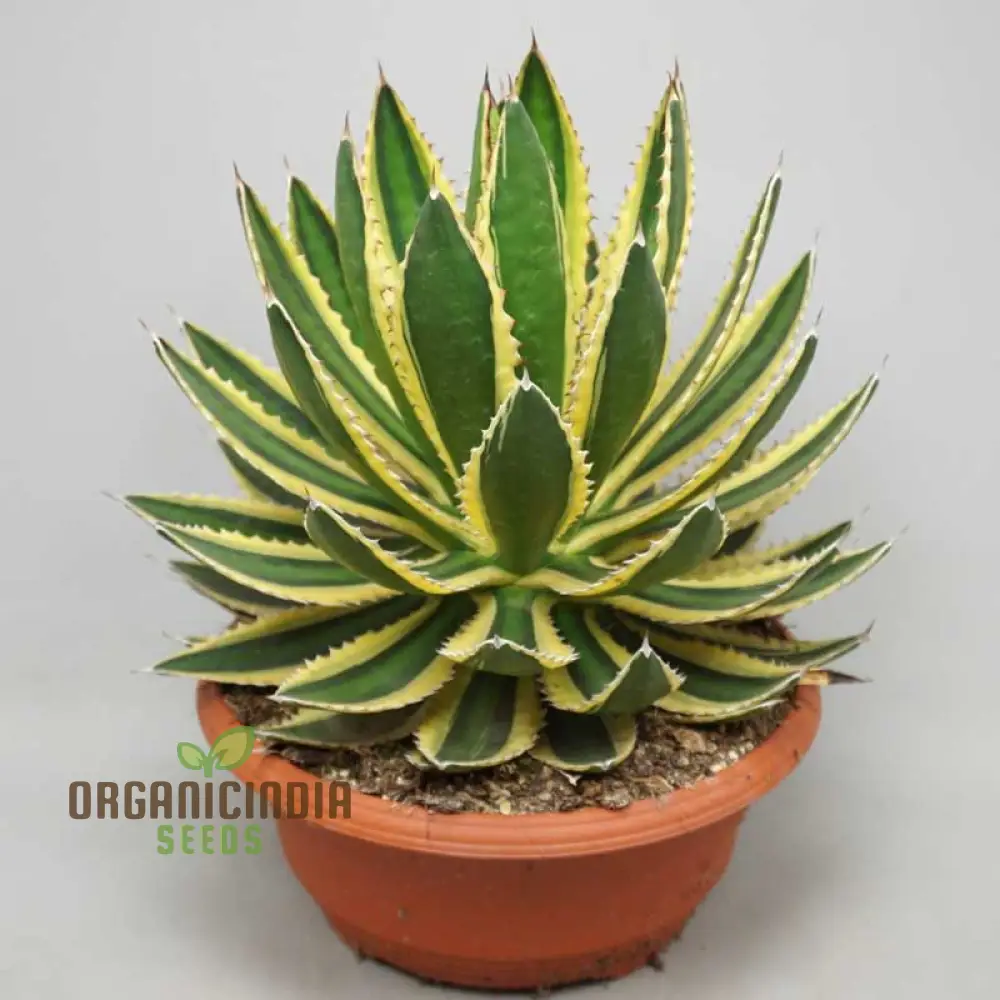 Agave Bonsai Seeds - Rare Succulent Planting for Home Decor - 100 pcs - Image 3
