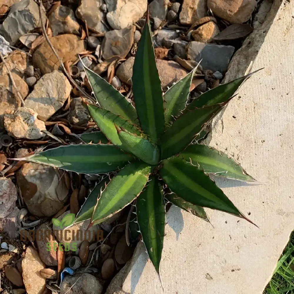 Agave funkiana Seeds for Planting – Cultivating Striking Architectural Foliage
