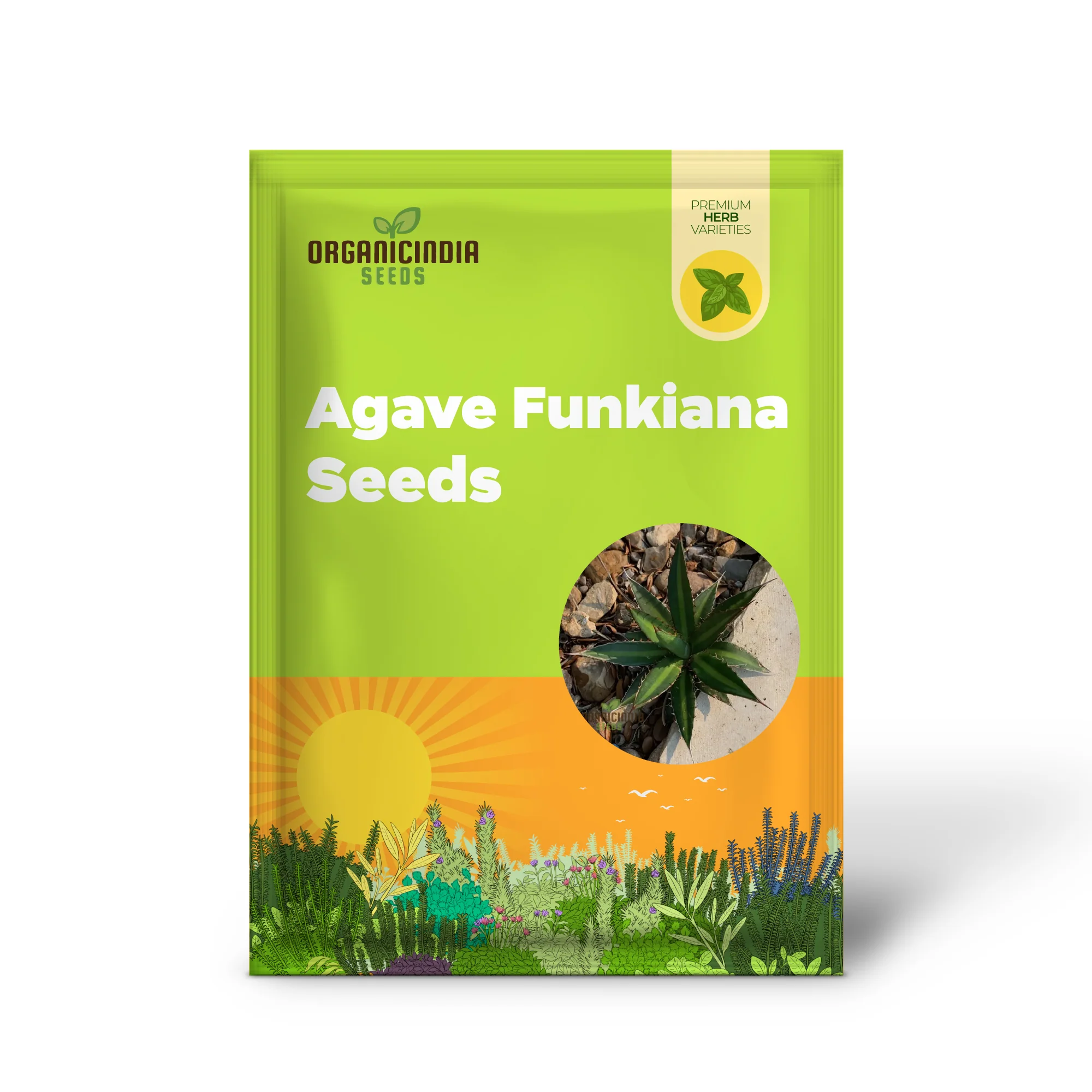Agave funkiana Seeds for Planting – Cultivating Striking Architectural Foliage - Image 2