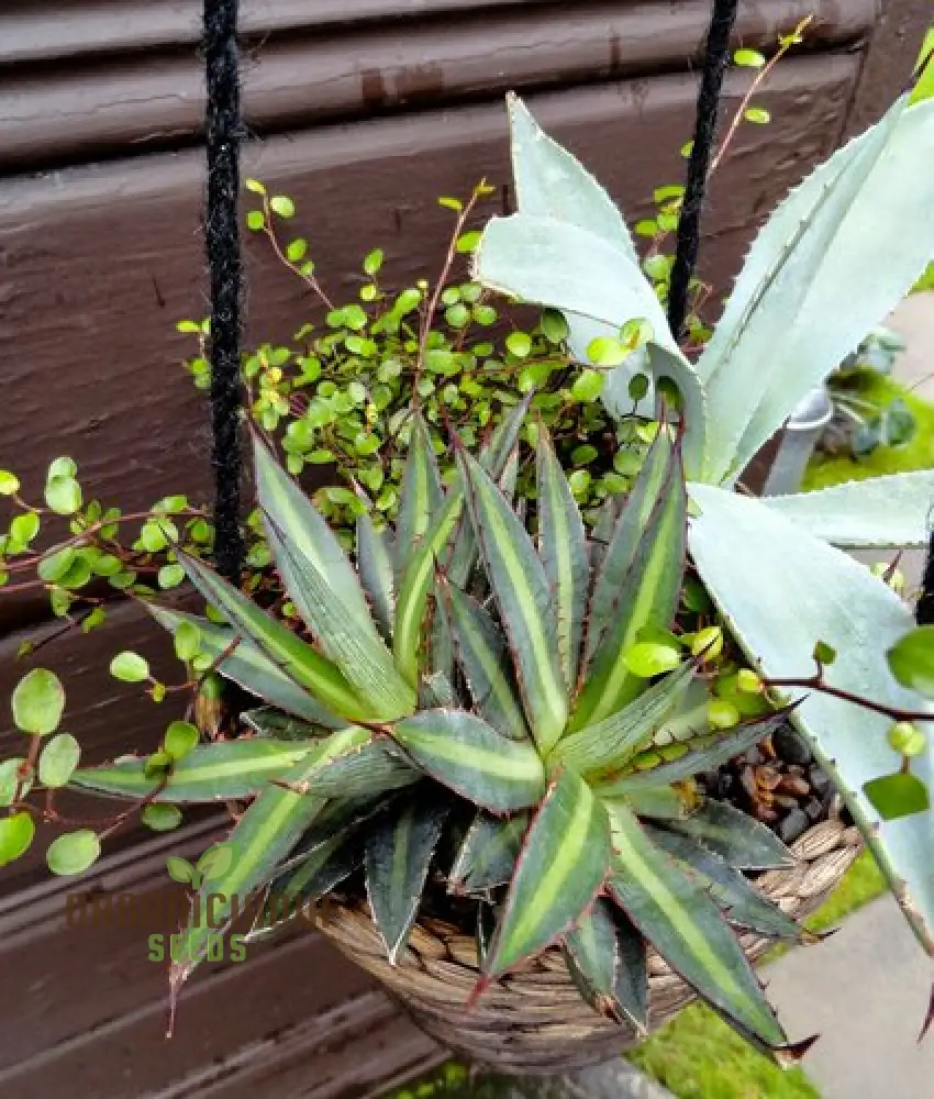 Agave funkiana Seeds for Planting – Cultivating Striking Architectural Foliage - Image 3