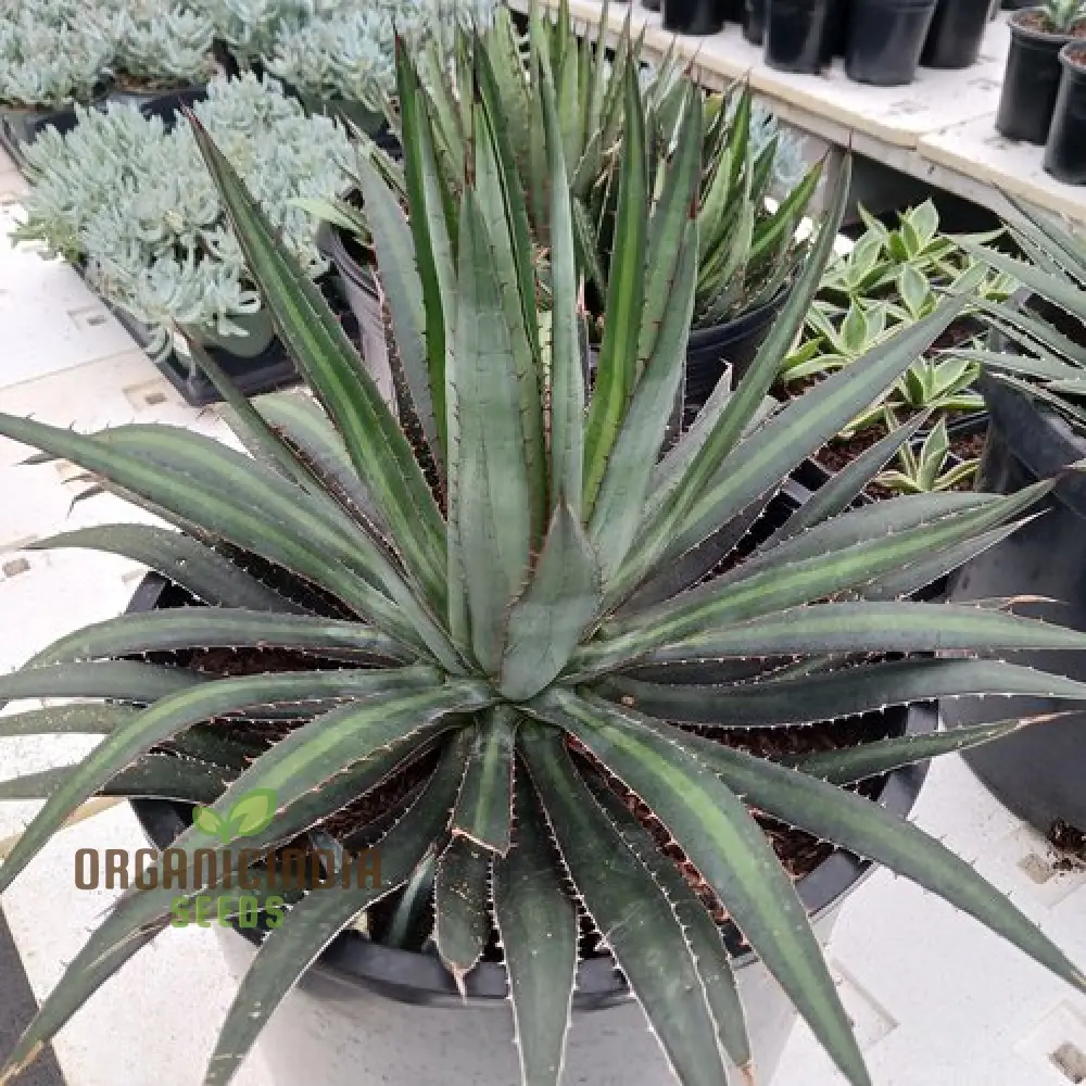 Agave funkiana Seeds for Planting – Cultivating Striking Architectural Foliage - Image 4