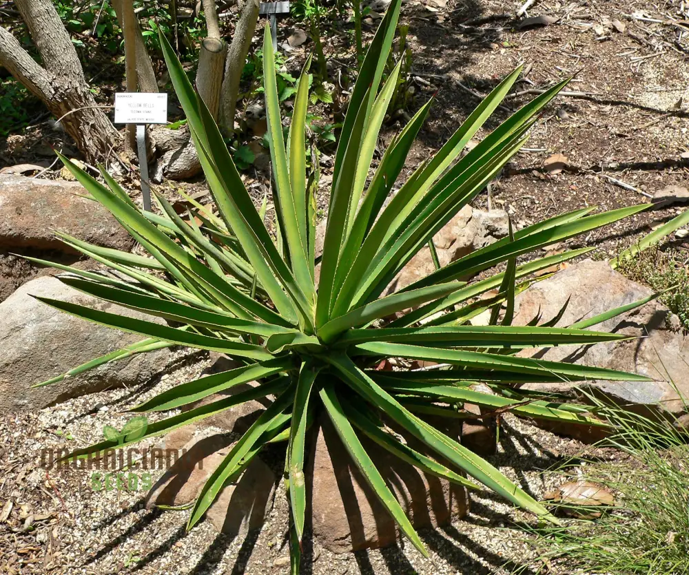 Agave karwinskii Seeds – Robust, Hardy & Drought-Tolerant Succulent Variety