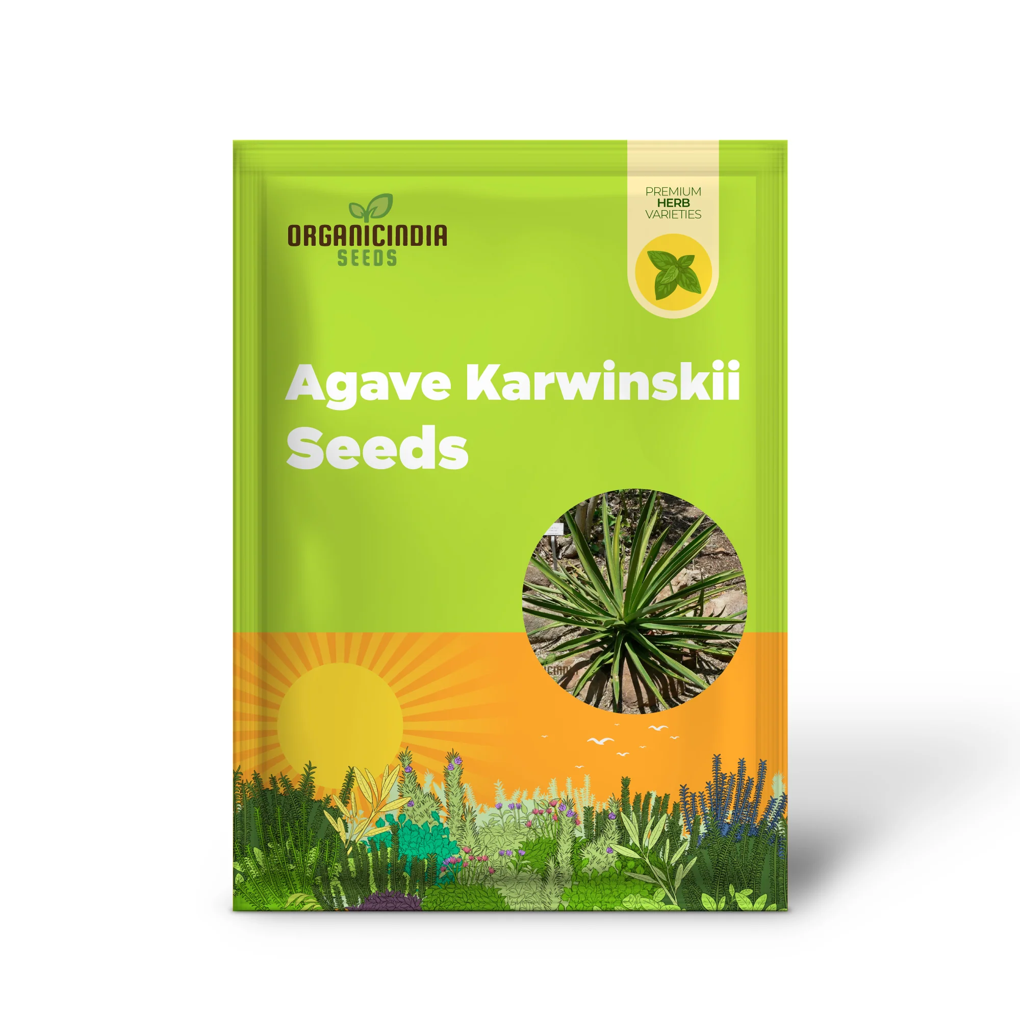 Agave karwinskii Seeds – Robust, Hardy & Drought-Tolerant Succulent Variety - Image 2