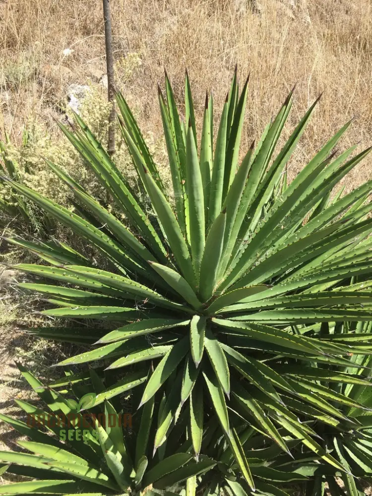 Agave karwinskii Seeds – Robust, Hardy & Drought-Tolerant Succulent Variety - Image 3