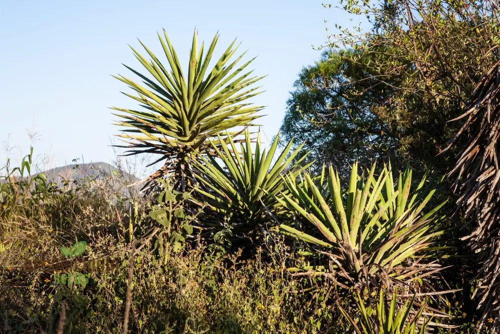 Agave karwinskii Seeds – Robust, Hardy & Drought-Tolerant Succulent Variety - Image 4