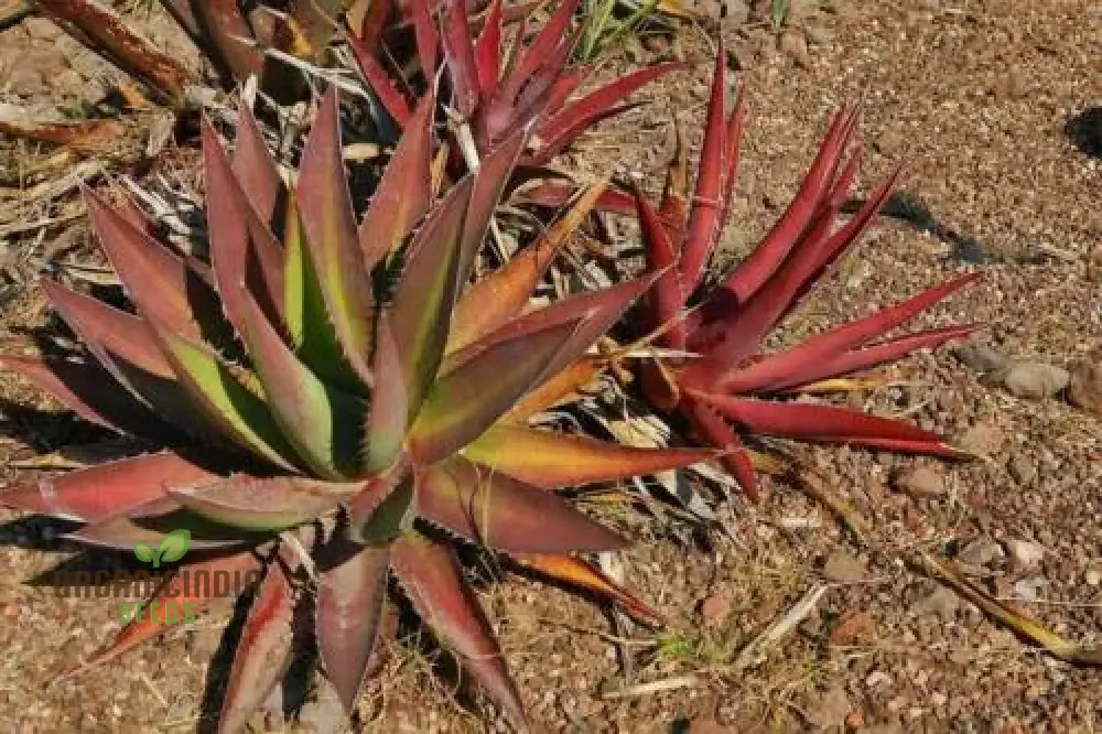 Agave kerchovei âHuajuapan Redâ Seeds â Unique Hardy Succulent for Desert Gardens & Landscaping