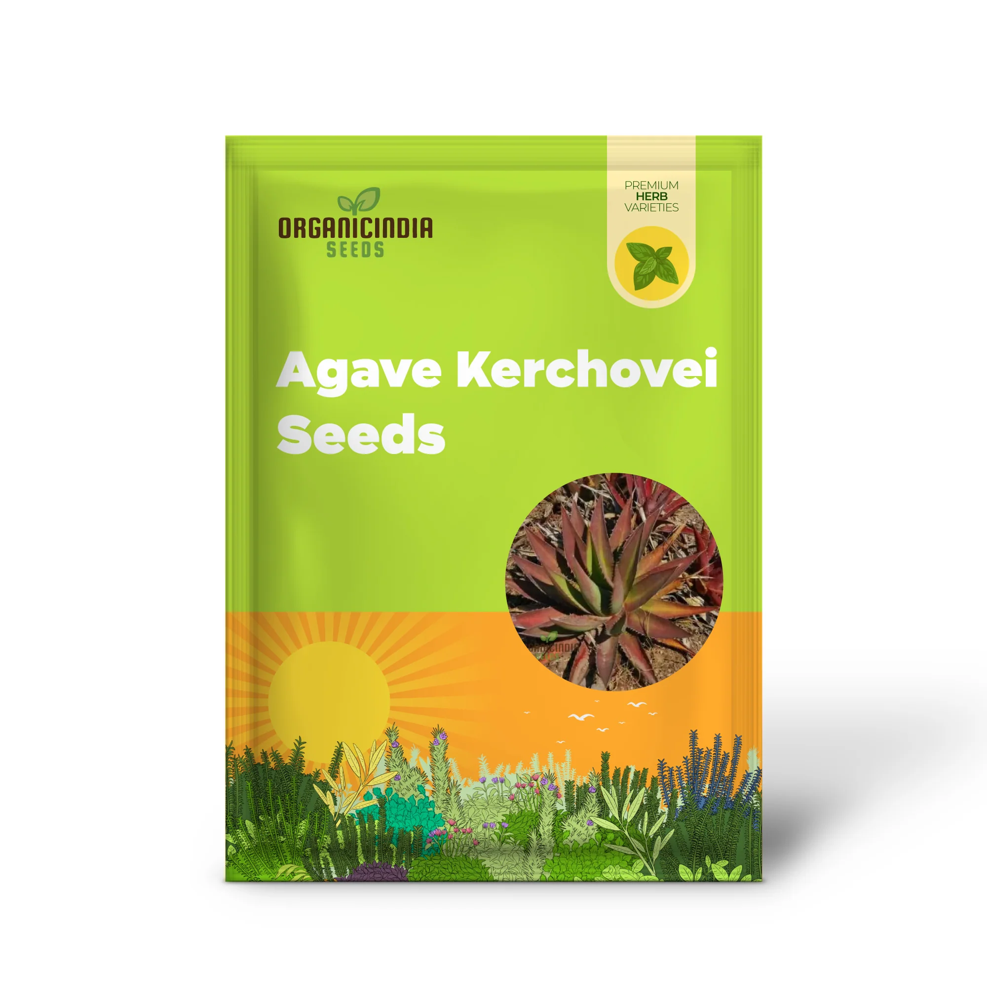 Agave kerchovei âHuajuapan Redâ Seeds â Unique Hardy Succulent for Desert Gardens & Landscaping - Image 2