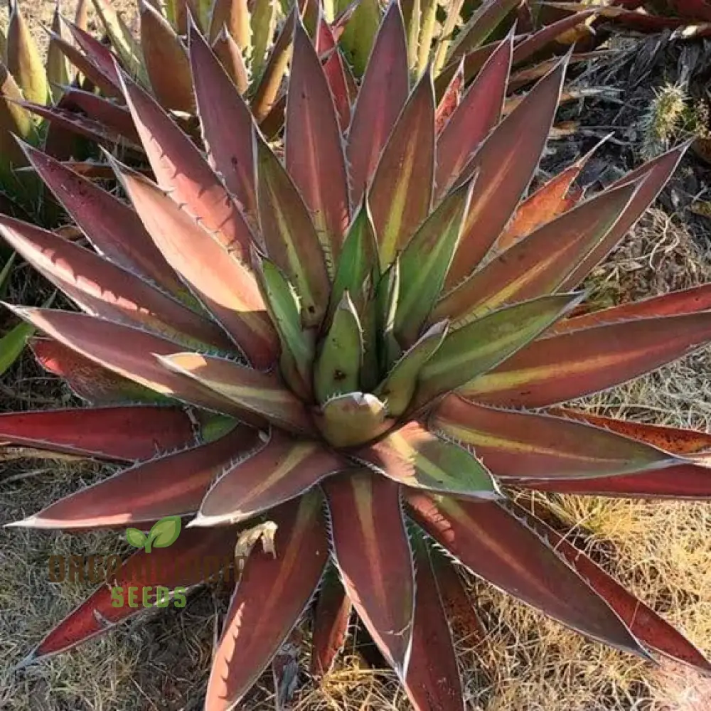Agave kerchovei âHuajuapan Redâ Seeds â Unique Hardy Succulent for Desert Gardens & Landscaping - Image 3
