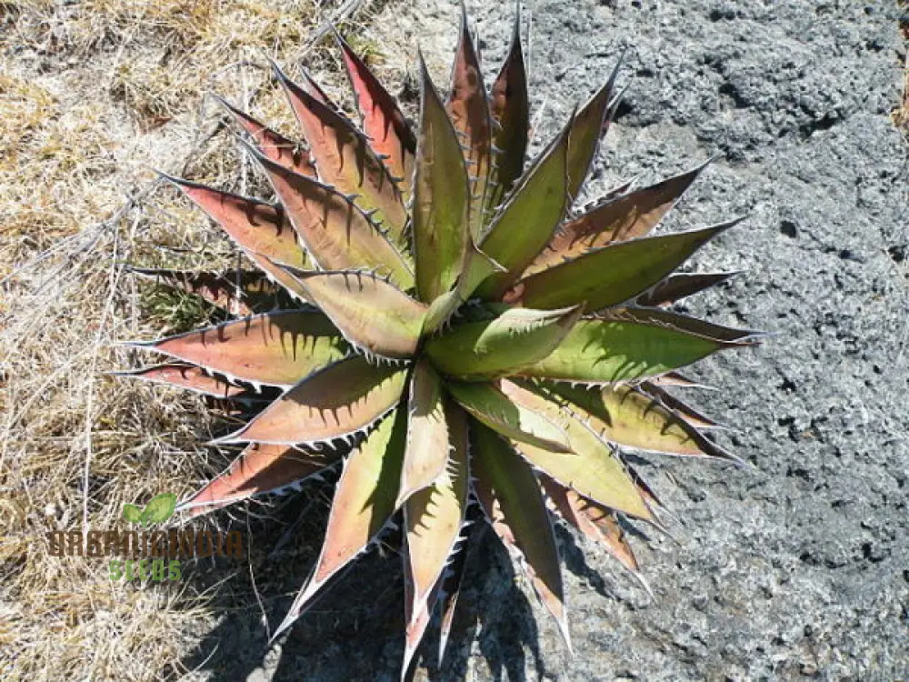 Agave kerchovei âHuajuapan Redâ Seeds â Unique Hardy Succulent for Desert Gardens & Landscaping - Image 4