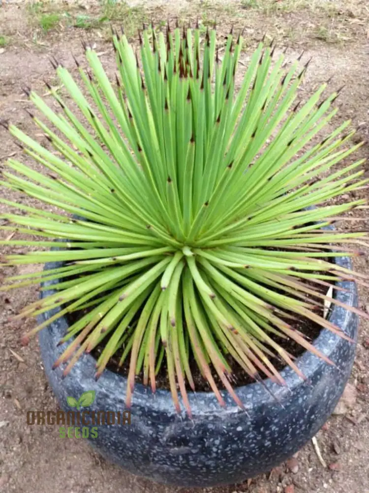 Agave stricta Seeds for Planting – Unique Spiky Form, Drought-Tolerant Desert Plant