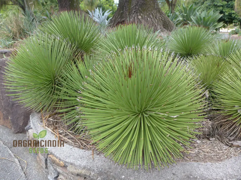 Agave stricta Seeds for Planting – Unique Spiky Form, Drought-Tolerant Desert Plant - Image 3