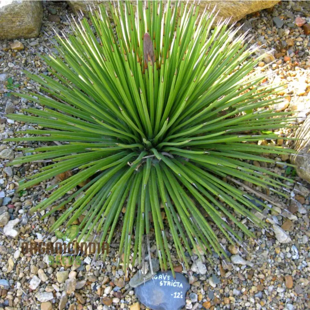 Agave stricta Seeds for Planting – Unique Spiky Form, Drought-Tolerant Desert Plant - Image 4