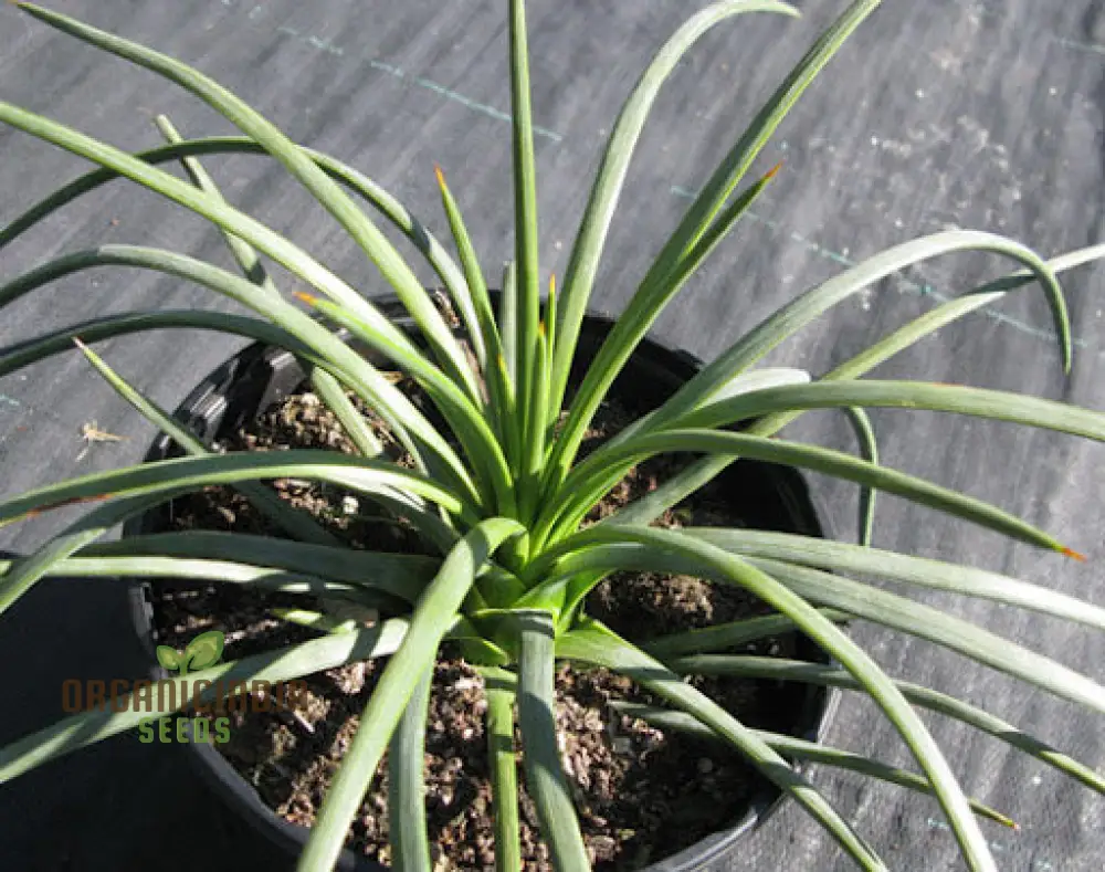 Agave Tenuifolia Seeds – Elegant, Hardy, Drought-Tolerant Variety