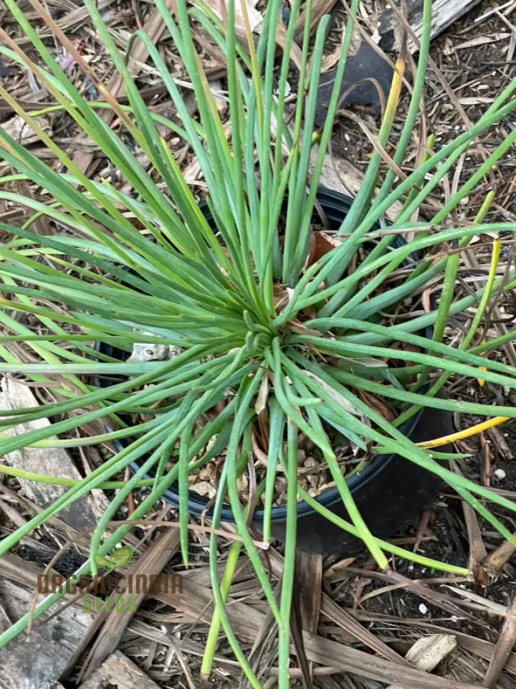 Agave Tenuifolia Seeds – Elegant, Hardy, Drought-Tolerant Variety - Image 3