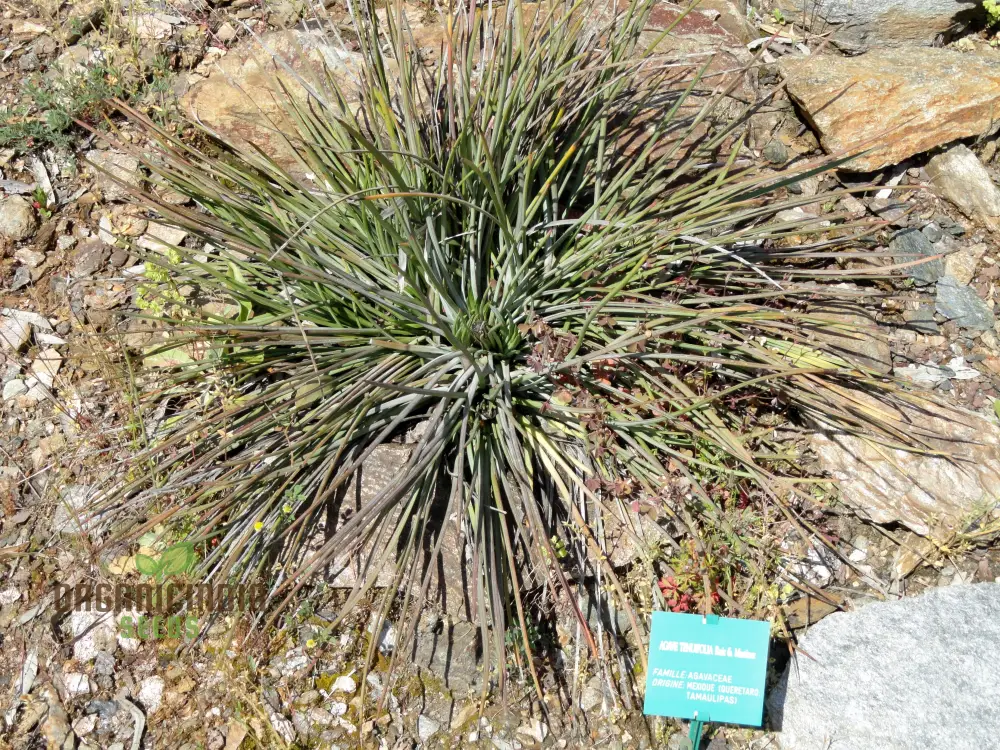 Agave Tenuifolia Seeds – Elegant, Hardy, Drought-Tolerant Variety - Image 4