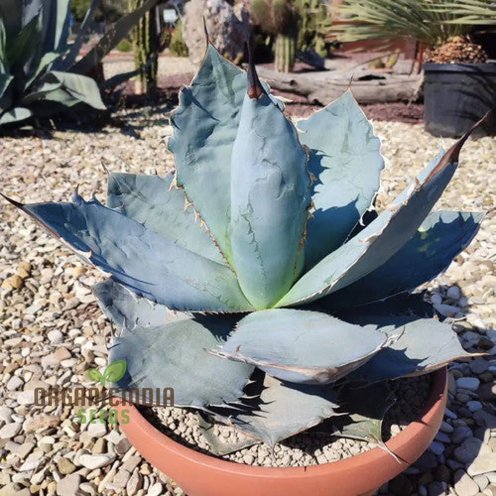 Agave Titanota Blue Seeds for Planting – Stunning Blue Beauty, Decorative Desert Variety