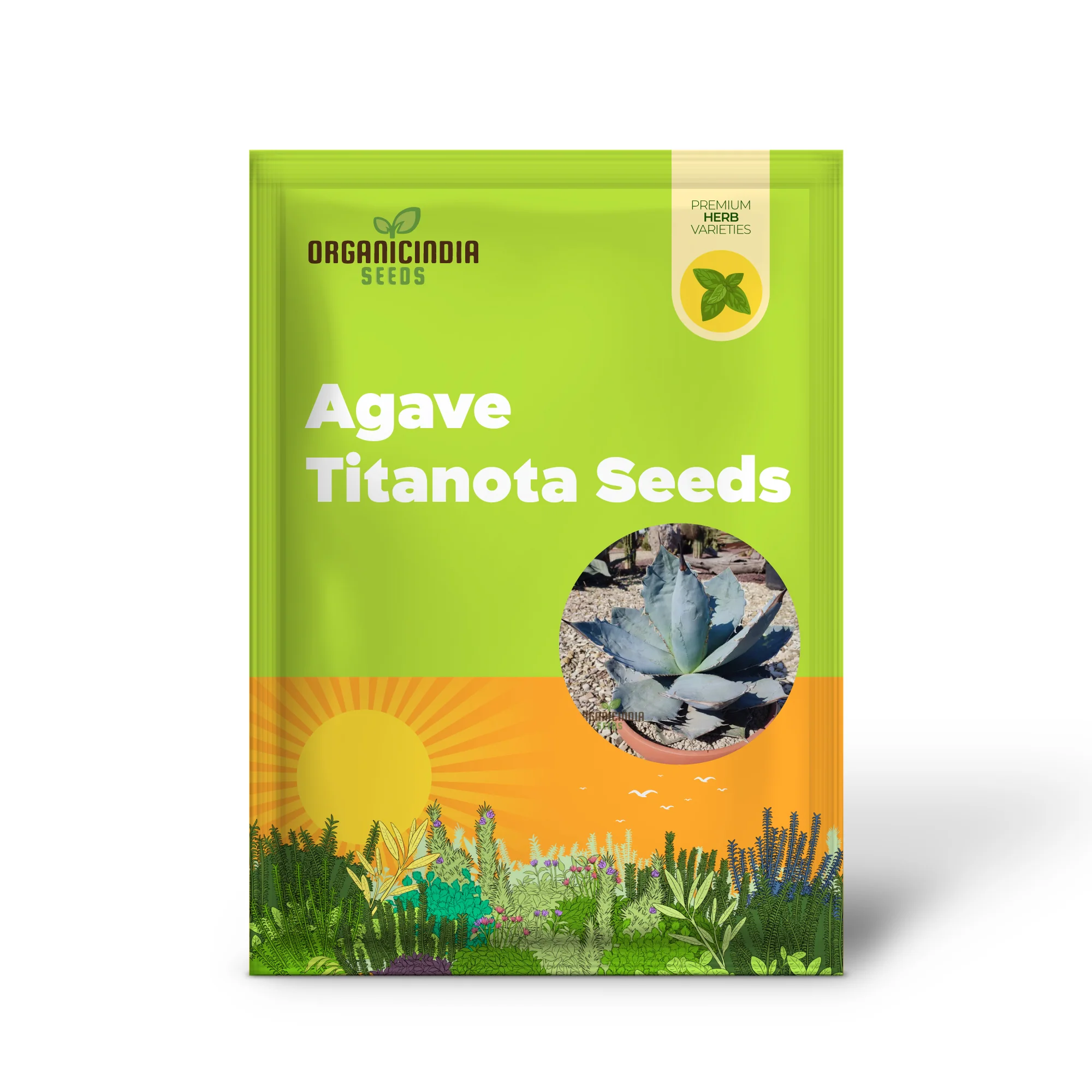 Agave Titanota Blue Seeds for Planting – Stunning Blue Beauty, Decorative Desert Variety - Image 2
