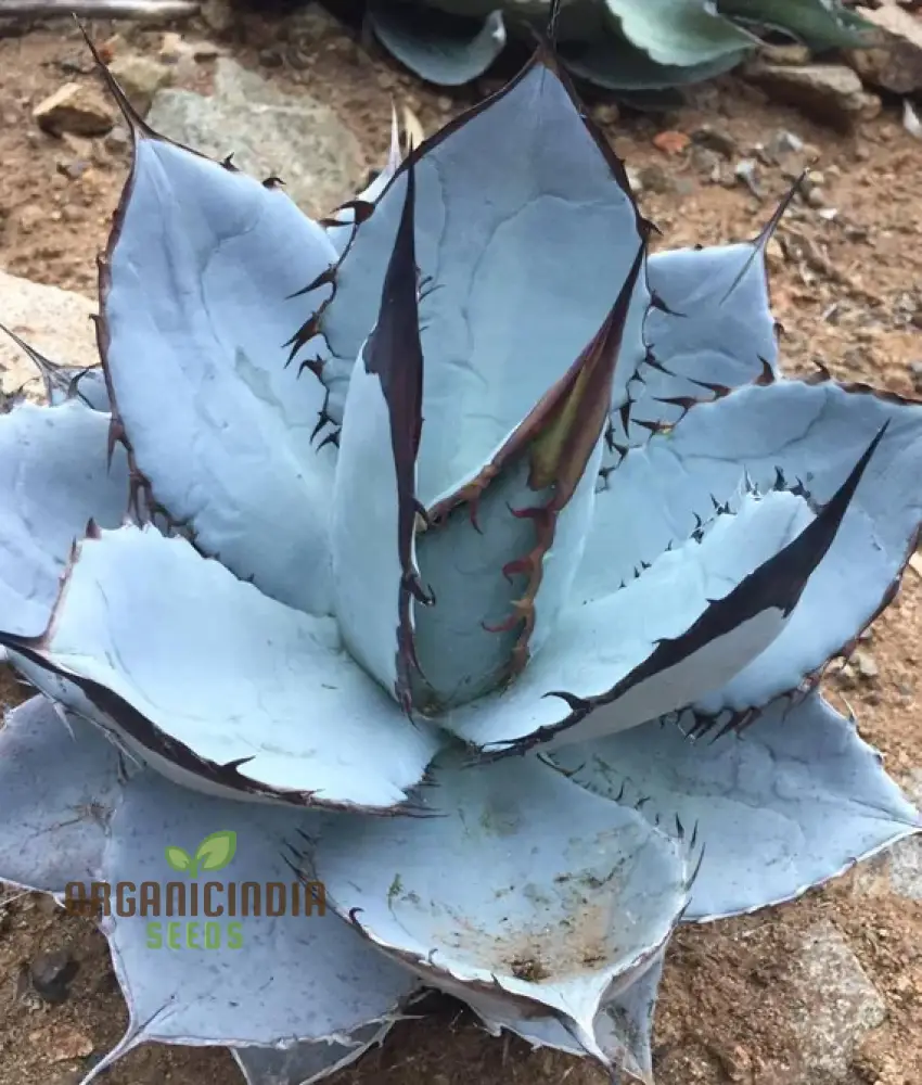 Agave Titanota Blue Seeds for Planting – Stunning Blue Beauty, Decorative Desert Variety - Image 3