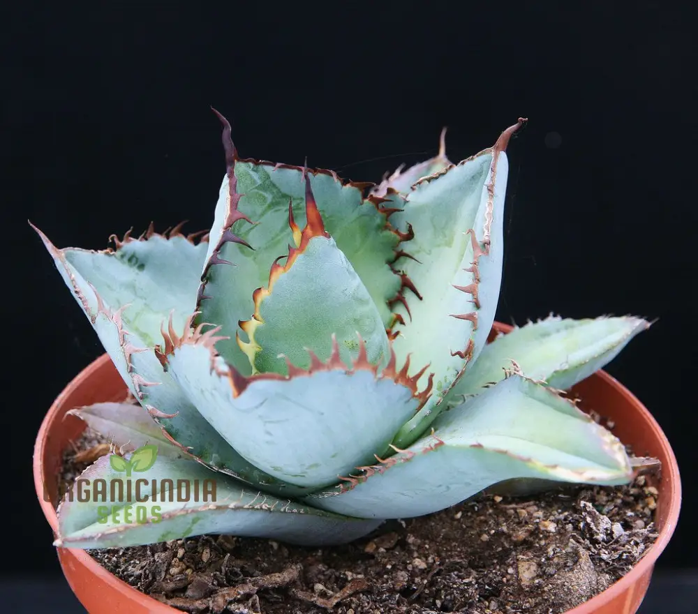 Agave Titanota Blue Seeds for Planting – Stunning Blue Beauty, Decorative Desert Variety - Image 4