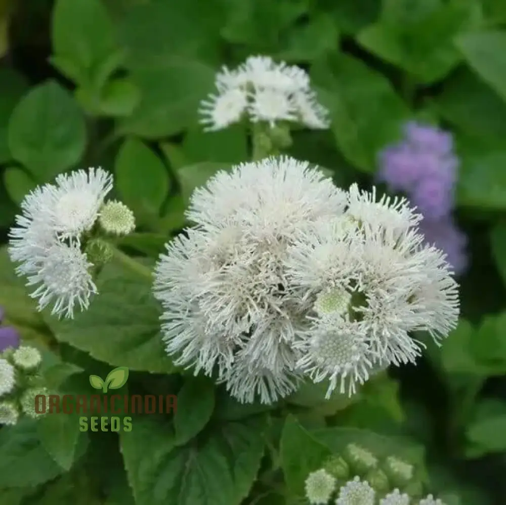 Ageratum - Ball White Seeds: Elevate Your Gardening Experience with Beautiful, Blooming Flowers!