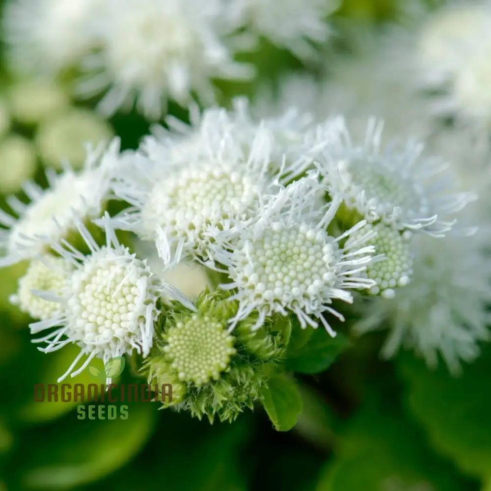 Ageratum - Ball White Seeds: Elevate Your Gardening Experience with Beautiful, Blooming Flowers! - Image 3