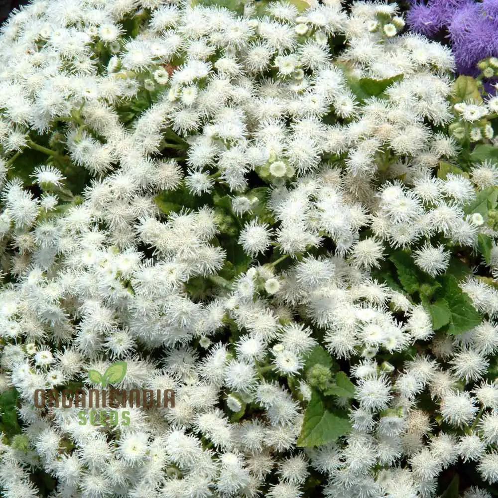 Ageratum - Ball White Seeds: Elevate Your Gardening Experience with Beautiful, Blooming Flowers! - Image 4