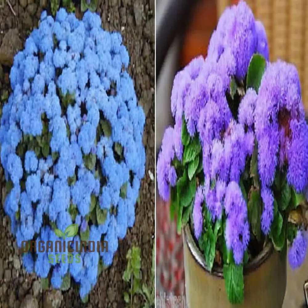 Ageratum Blue Ball Seeds: Enhance Your Outdoor Space with Vibrant Blooms and Easy-to-Care-for Plants! - Image 3