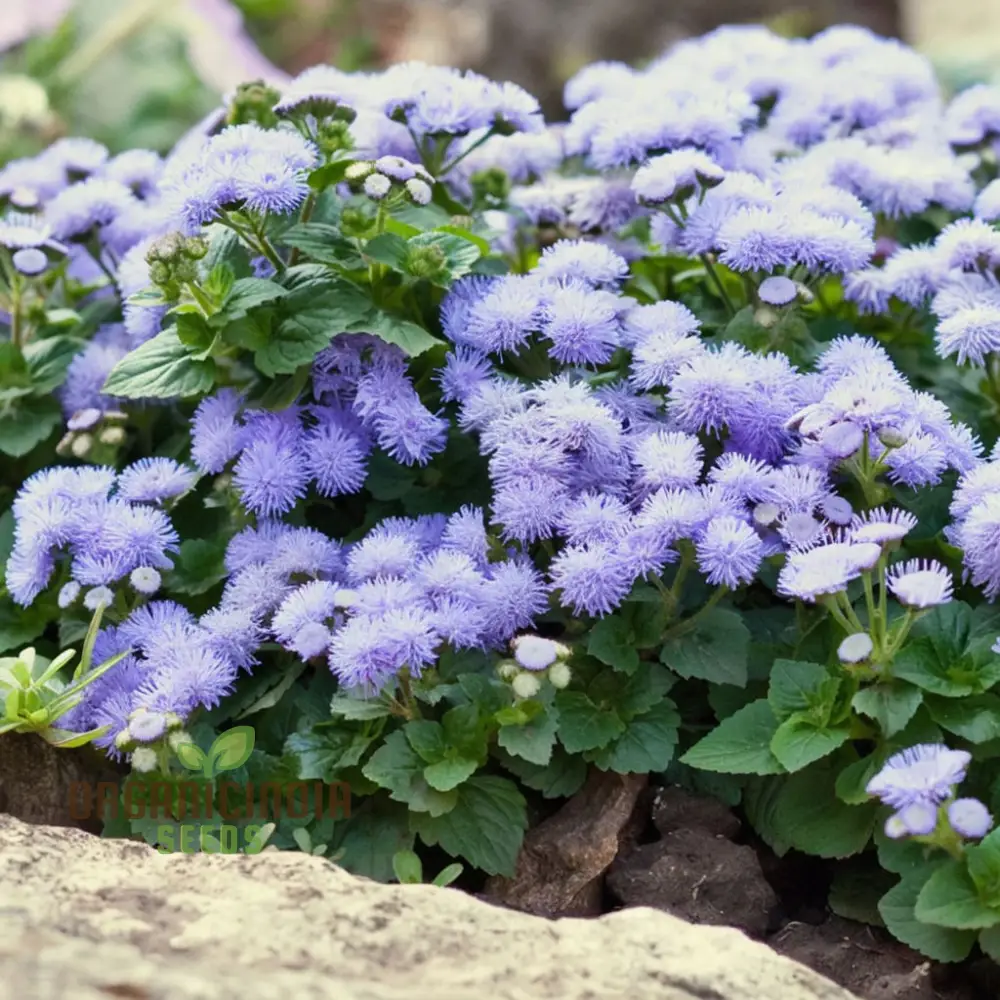 Ageratum Blue Ball Seeds: Enhance Your Outdoor Space with Vibrant Blooms and Easy-to-Care-for Plants! - Image 4