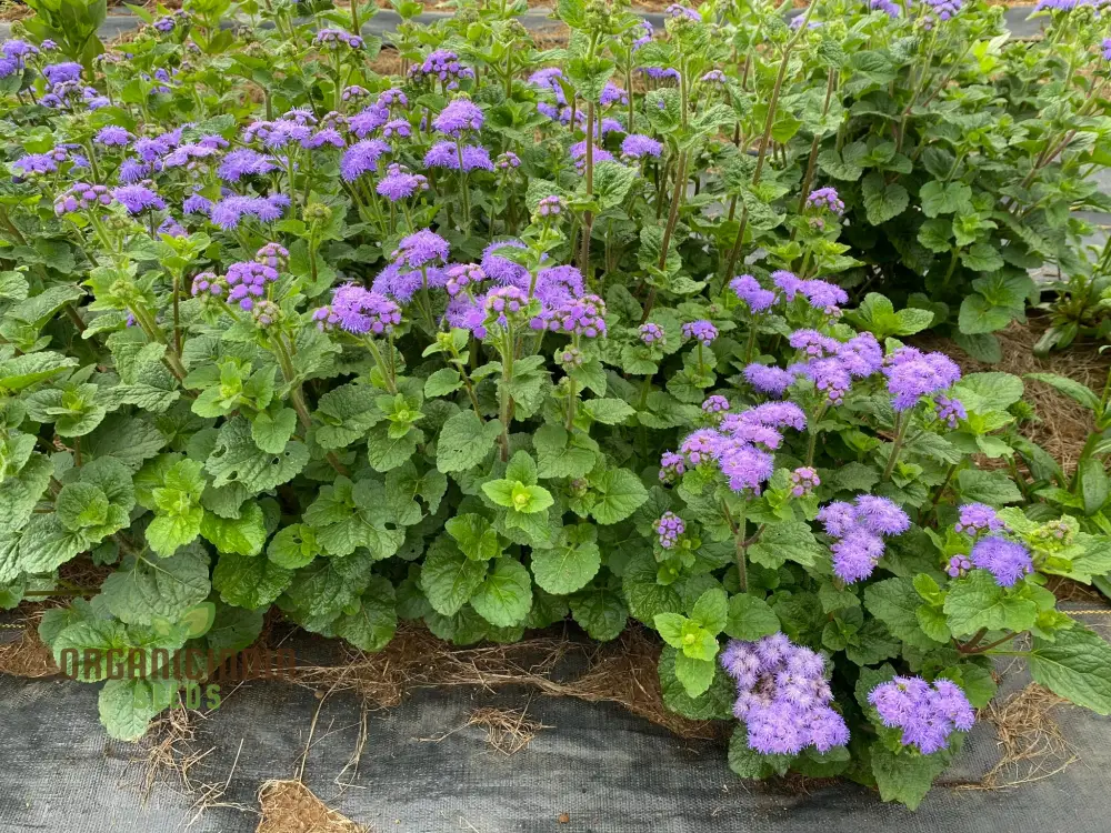 Ageratum Blue Horizon Flower Seeds, Premium Garden Seeds for Vibrant Blooms, Ideal for Gardening