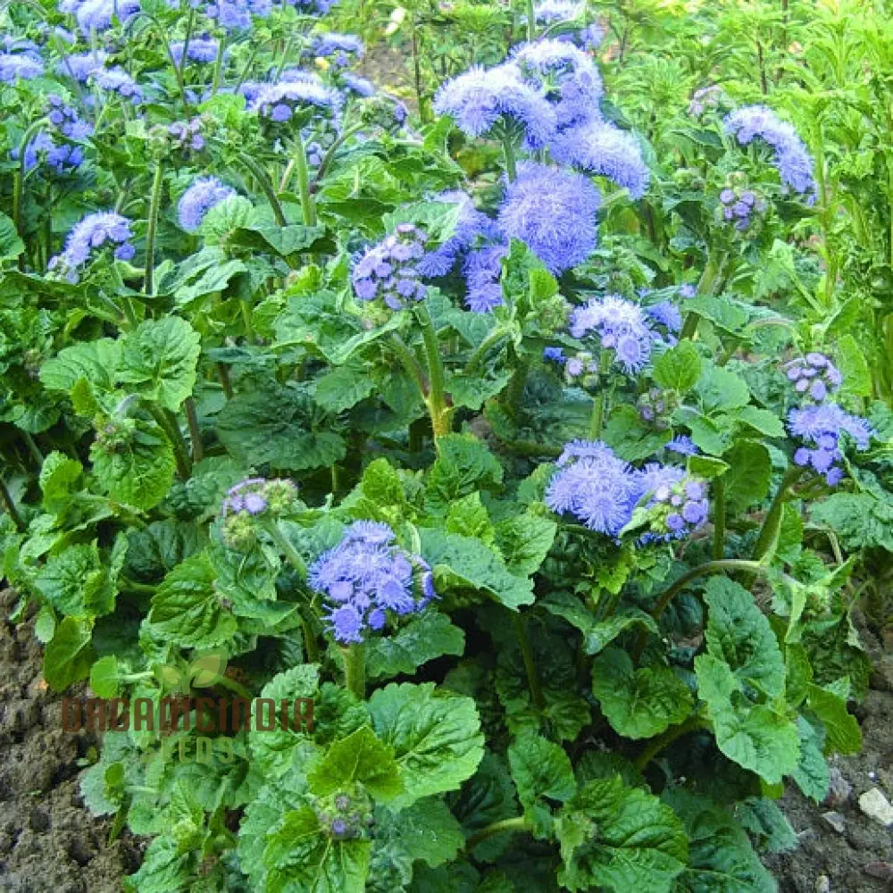 Ageratum Blue Horizon Flower Seeds, Premium Garden Seeds for Vibrant Blooms, Ideal for Gardening - Image 3