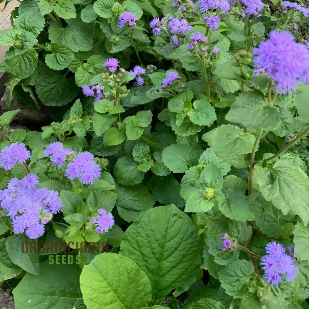 Ageratum Blue Horizon Flower Seeds, Premium Garden Seeds for Vibrant Blooms, Ideal for Gardening - Image 4