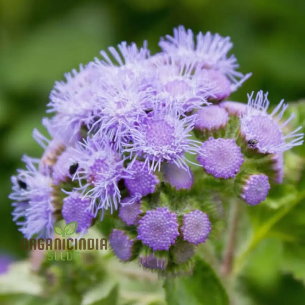 Ageratum F1 Hawaii Mixed Color Flower Seeds - Vibrant and Compact Blooms for Stunning Garden Borders - Image 3