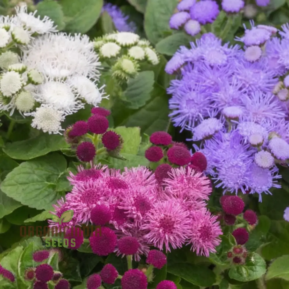 Ageratum F1 Hawaii Mixed Color Flower Seeds - Vibrant and Compact Blooms for Stunning Garden Borders - Image 4