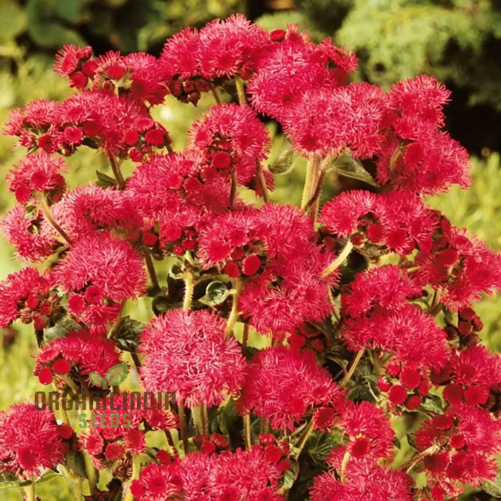 Ageratum Red Sea Seeds for Planting,Blooms Enhance Your Gardening Journey with Colorful and Resilient Flowers!