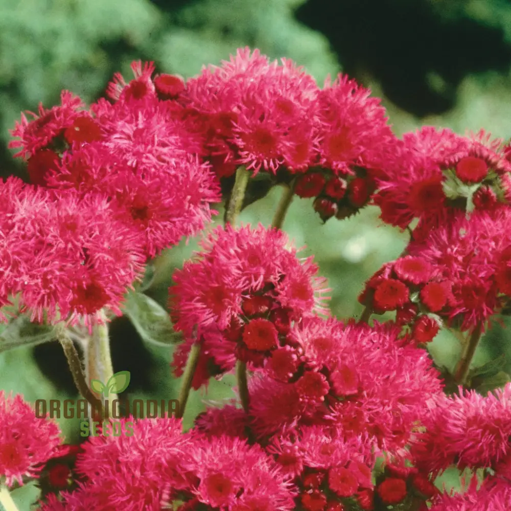 Ageratum Red Sea Seeds for Planting,Blooms Enhance Your Gardening Journey with Colorful and Resilient Flowers! - Image 3
