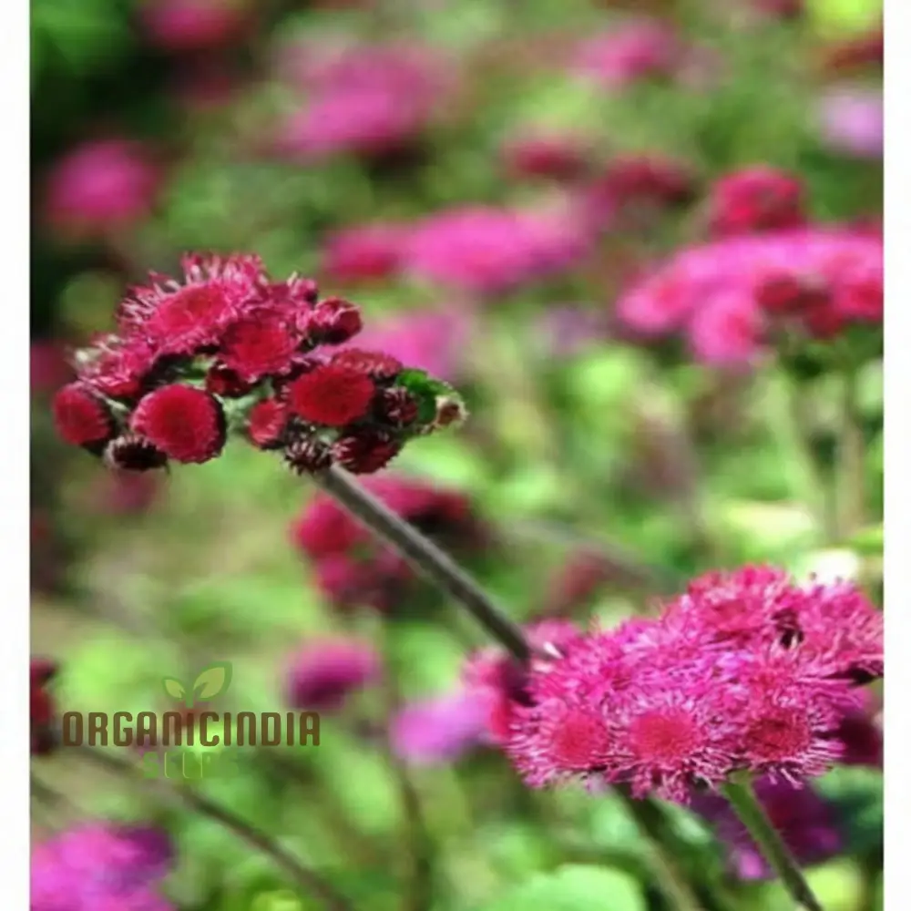 Ageratum Red Sea Seeds for Planting,Blooms Enhance Your Gardening Journey with Colorful and Resilient Flowers! - Image 4