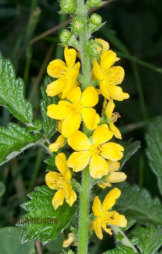 Agrimonia japonica Flower Seeds For Planting, Cultivating Exquisite Floral Beauty