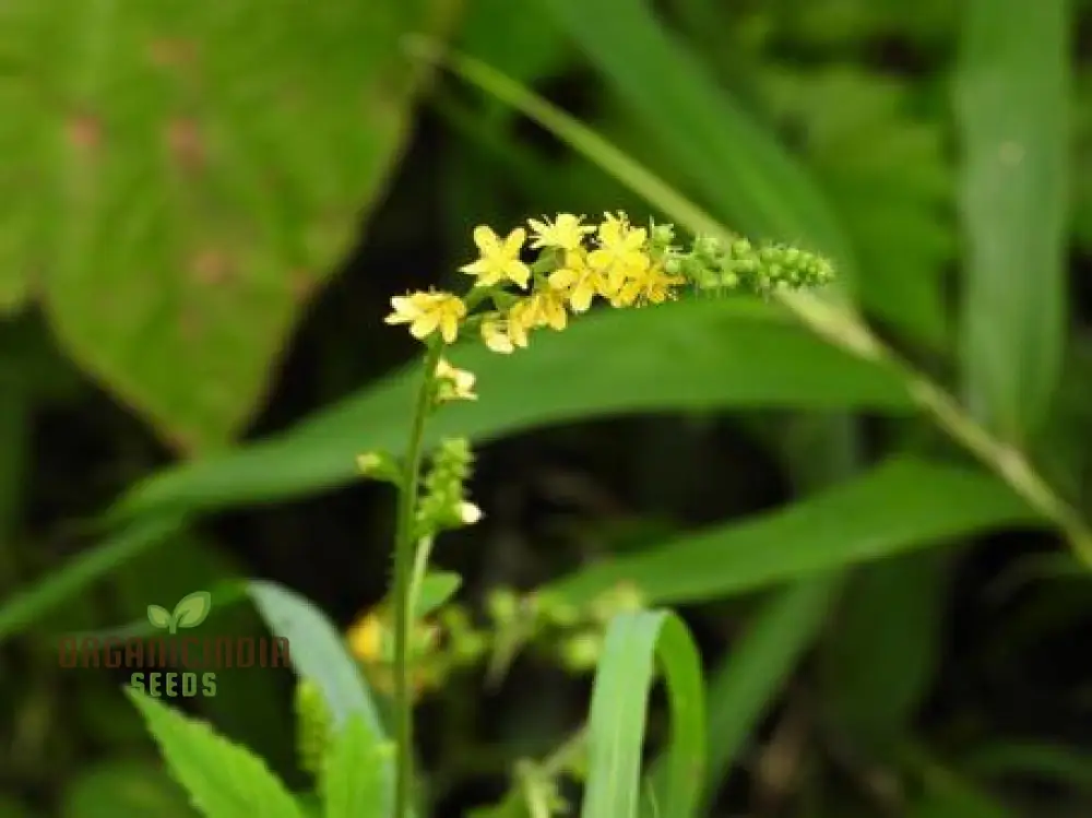 Agrimonia japonica Flower Seeds For Planting, Cultivating Exquisite Floral Beauty - Image 3