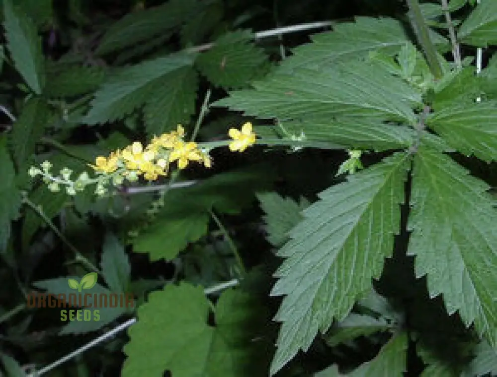 Agrimonia japonica Flower Seeds For Planting, Cultivating Exquisite Floral Beauty - Image 4