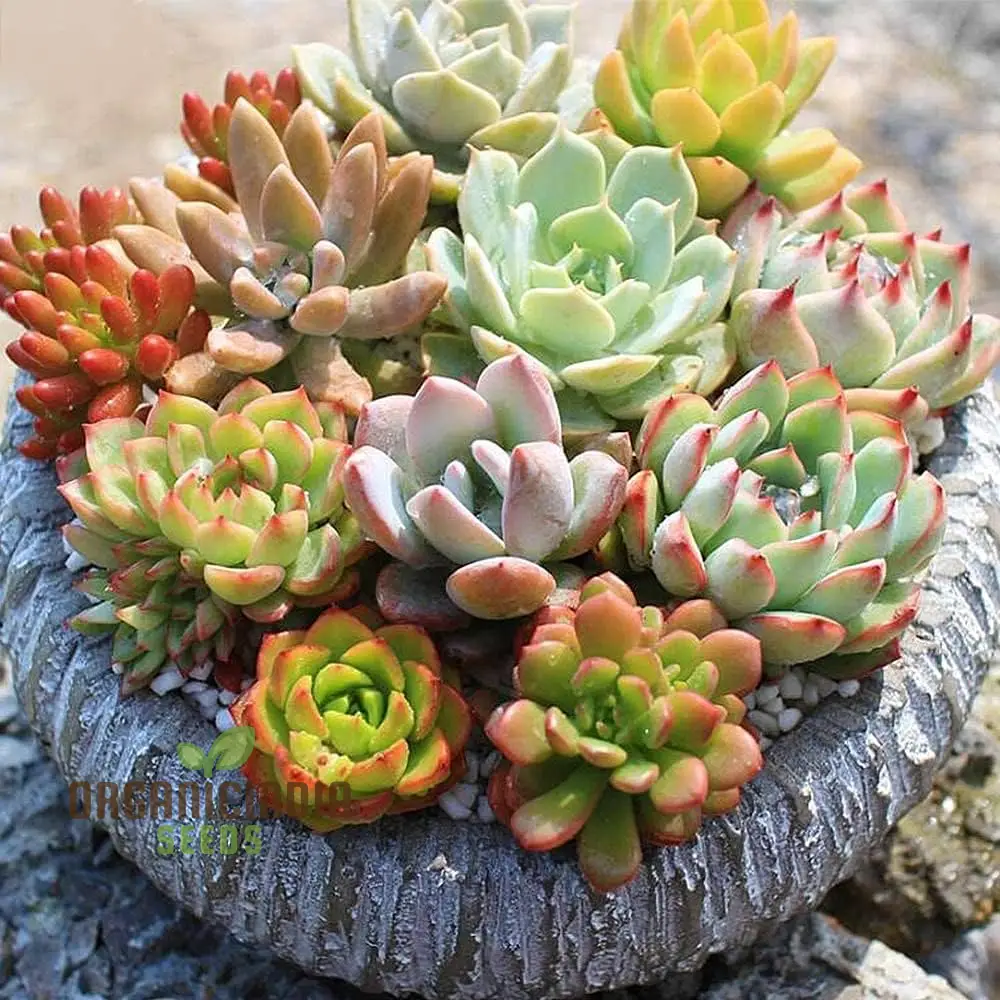 Agro Acres Cell Tower Radiation Absorber Succulent Plant Seeds for Planting, High-Quality Seeds for Garden