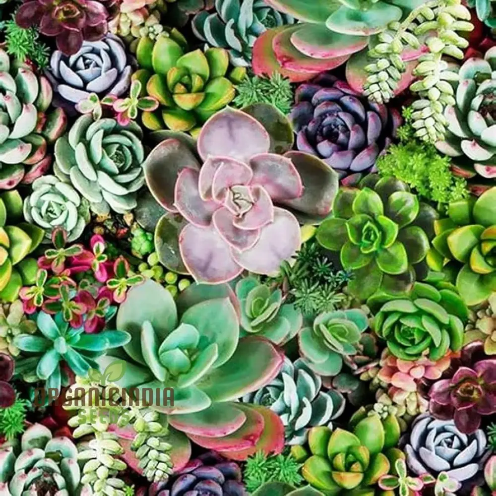 Agro Acres Cell Tower Radiation Absorber Succulent Plant Seeds for Planting, High-Quality Seeds for Garden - Image 2