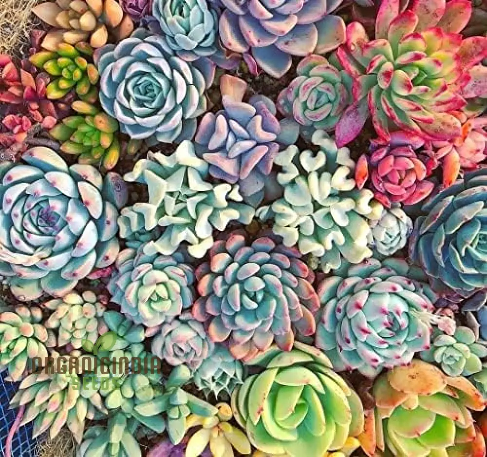 Agro Acres Cell Tower Radiation Absorber Succulent Plant Seeds for Planting, High-Quality Seeds for Garden - Image 3