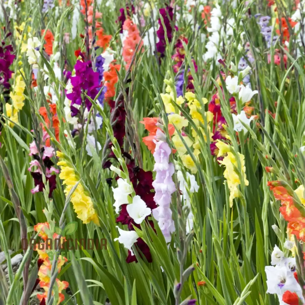 Agro Acres Gladiolus Mixed Flower Seeds For Planting and Gardening Guide for Vibrant Blooms - Image 3