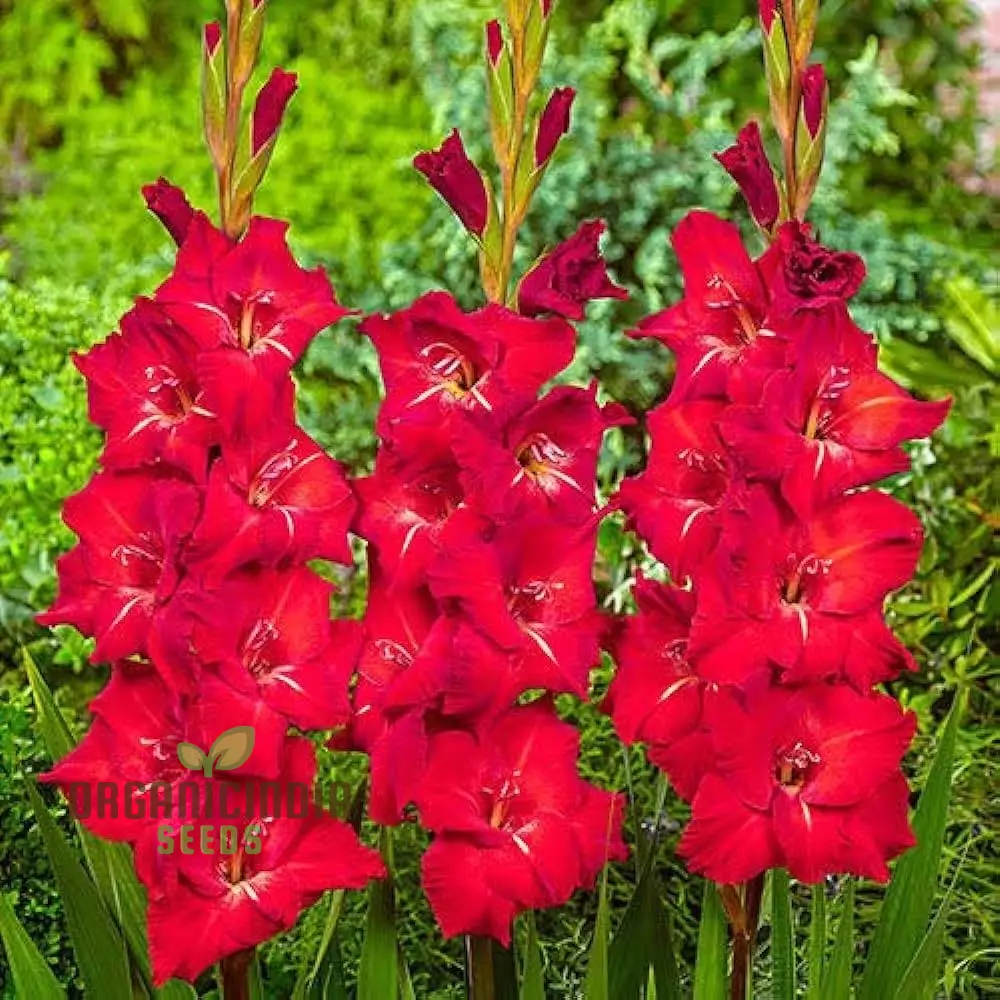 Agro Acres Gladiolus Mixed Flower Seeds For Planting and Gardening Guide for Vibrant Blooms - Image 4