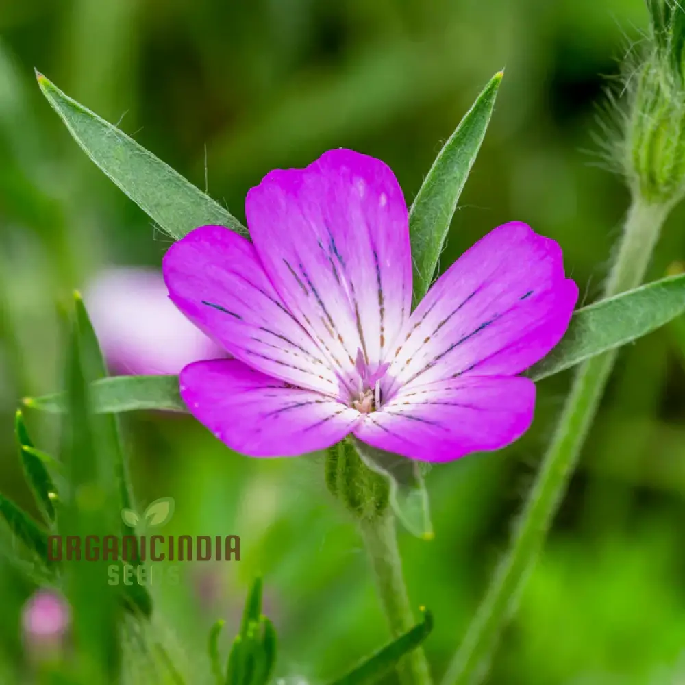 Agrostemma githago (Corn Cockle) Flower Seeds for Planting, Cultivating Wildflower Beauty with Expert Planting and Gardening