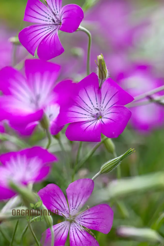 Agrostemma githago (Corn Cockle) Flower Seeds for Planting, Cultivating Wildflower Beauty with Expert Planting and Gardening - Image 3