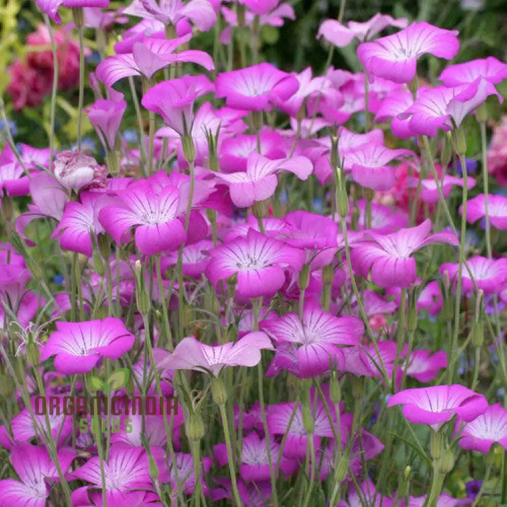 Agrostemma githago (Corn Cockle) Flower Seeds for Planting, Cultivating Wildflower Beauty with Expert Planting and Gardening - Image 4